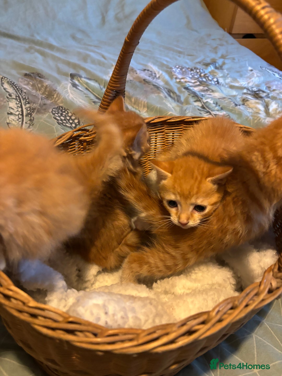 Siberian cats for sale: Ginger Siberian cross  - Image 6