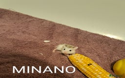 Hamster rodents for sale: Roborovoski baby hamsters - Image 4