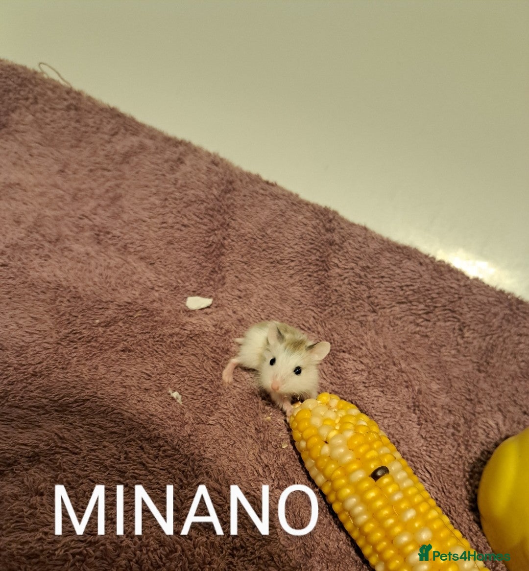 Hamster rodents for sale: Roborovoski baby hamsters - Image 4