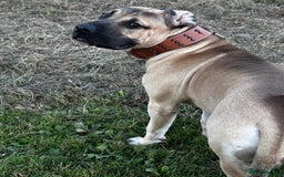 Boerboel dogs for sale: Exceptional Young Boerboel – Powerful Guardian - Advert 5