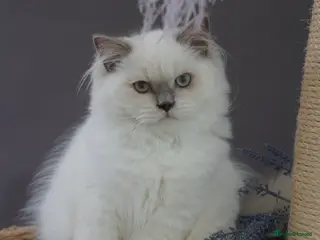 Scottish Fold cats 👑Beautiful Scottish Straight👑 - Advert 8