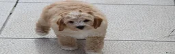 Cavapoochon dogs for sale: Beautiful Cavapoochon puppies for sale - Advert 7