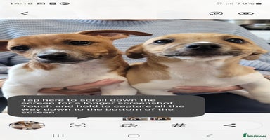 Jack Russell dogs - Advert 15