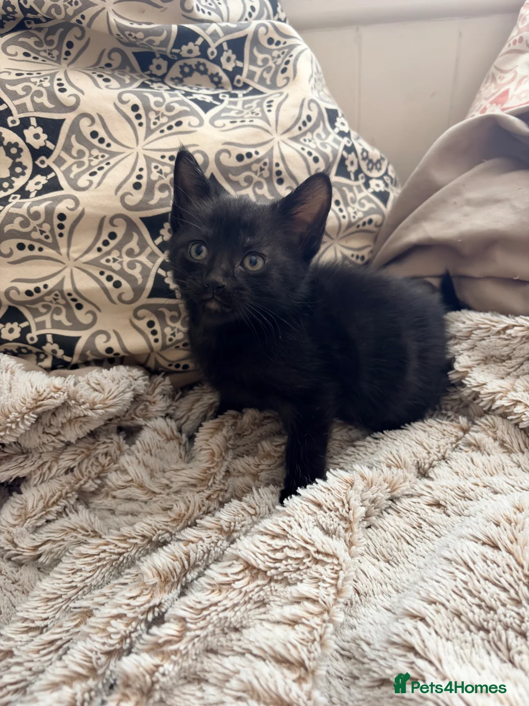 Mixed Breed cats for sale: 5 kittens for sale  - Advert 2