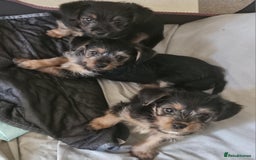 Yorkshire Terrier dogs for sale: 3 beautiful Yorkshire terriers  - Image 7