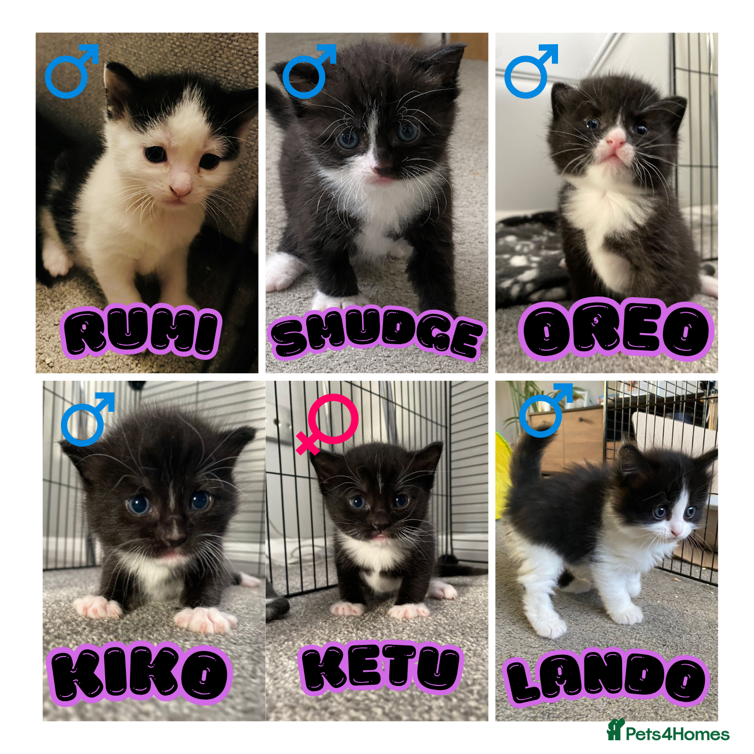 Domestic Shorthair cats 6 Stunning Kittens – Mix of Boys and Girls  - Advert 22