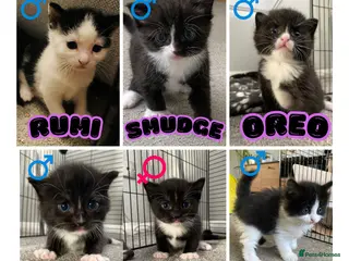 Domestic Shorthair cats 6 Stunning Kittens – Mix of Boys and Girls - Advert 22