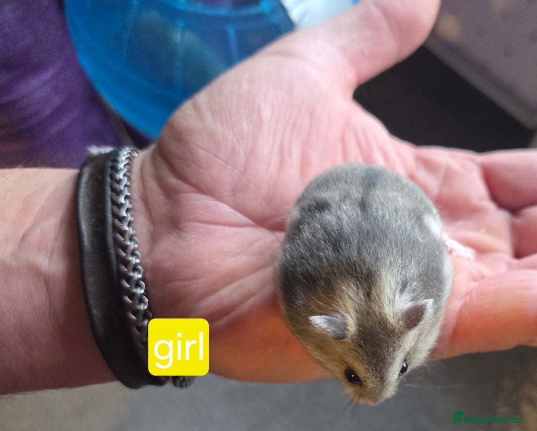 Hamster rodents for sale: Russian dwarf hamsters - Advert 8