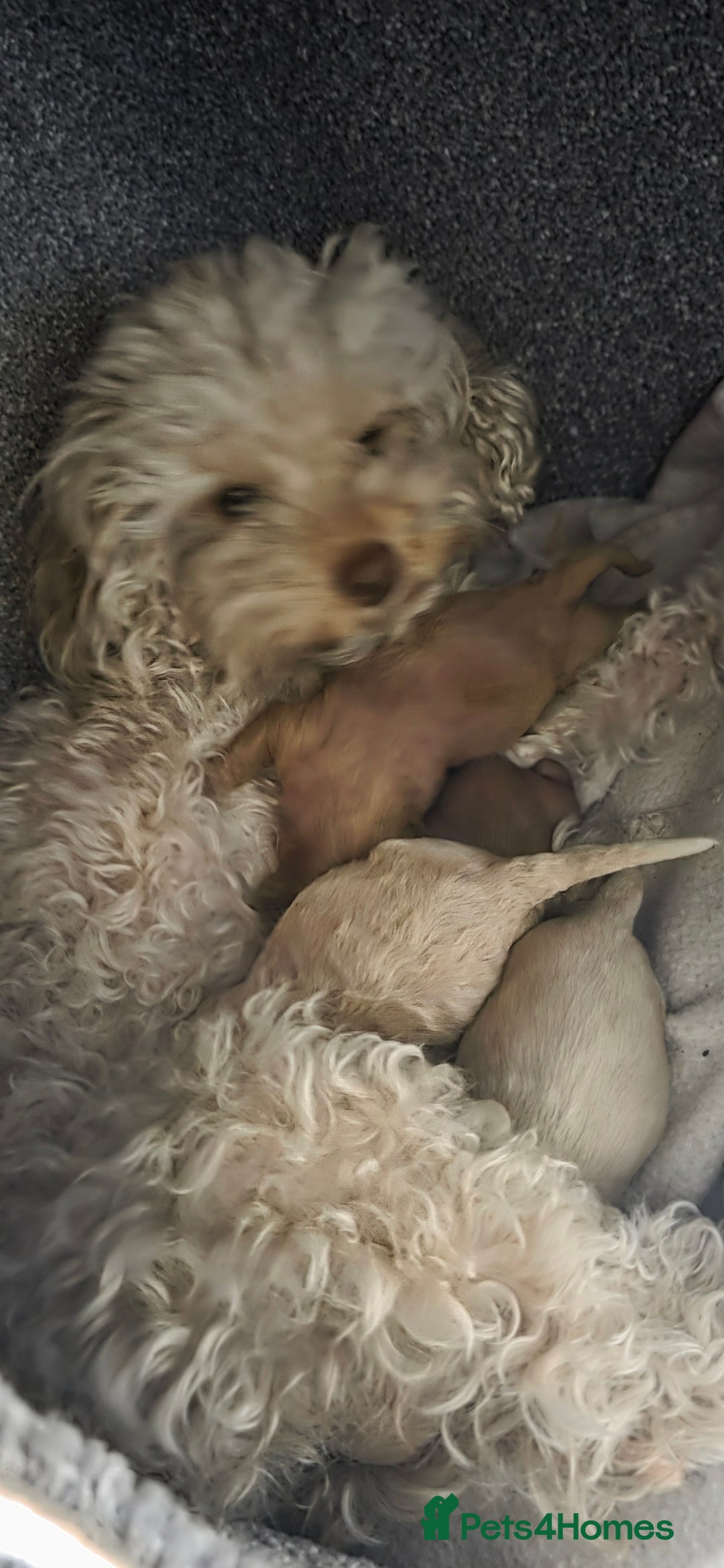 Cavapoo dogs for sale: Stunning miniature cavapoo - Advert 3