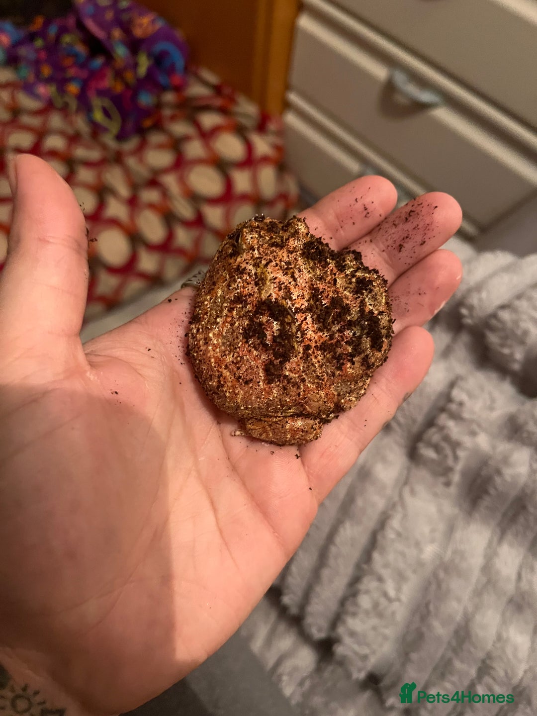 Mixed Breed invertebrates for sale: Pacman frog  - Image 2