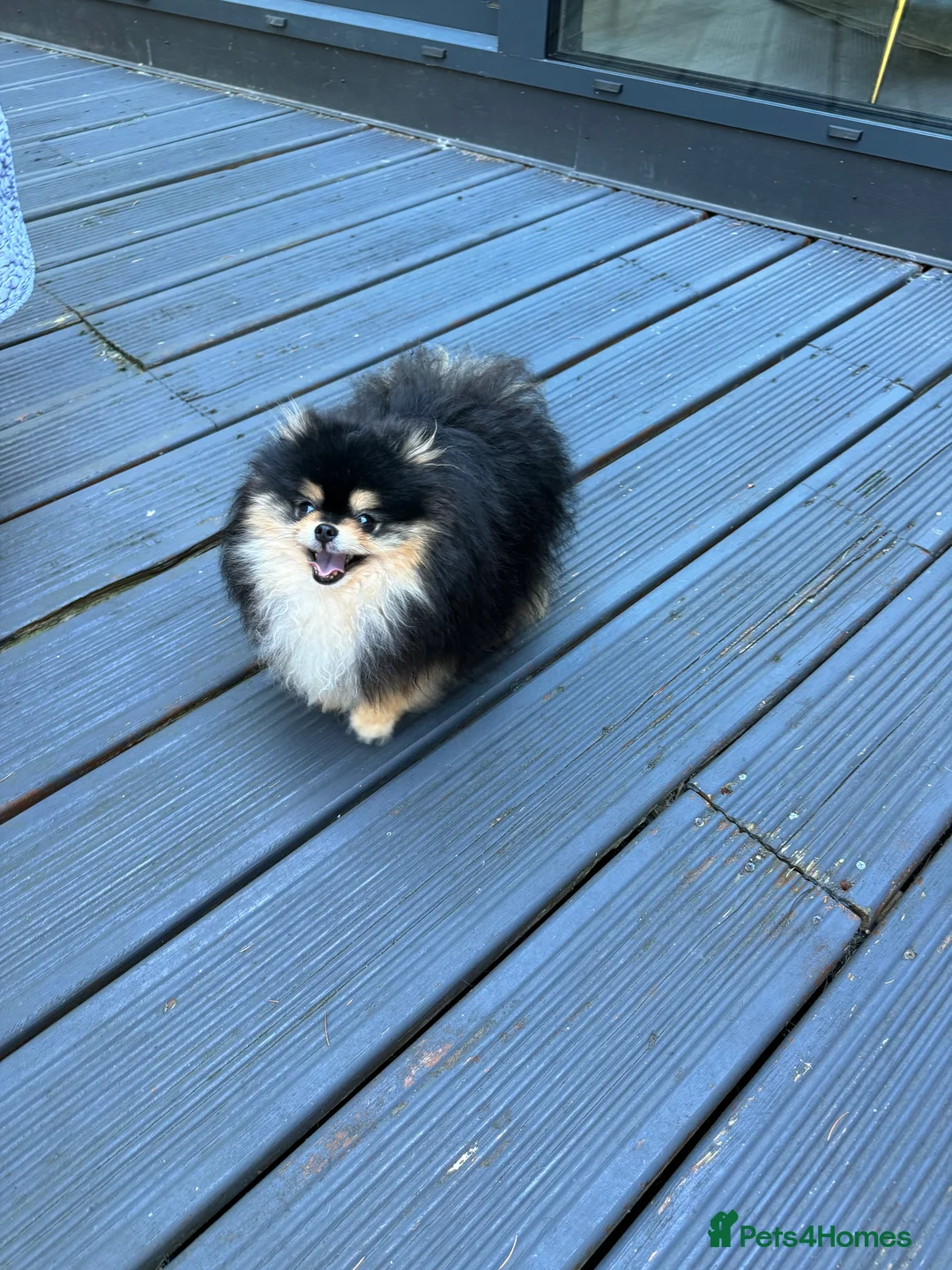 Pomeranian dogs for stud: BLACK & TAN STUD in London - Advert 4