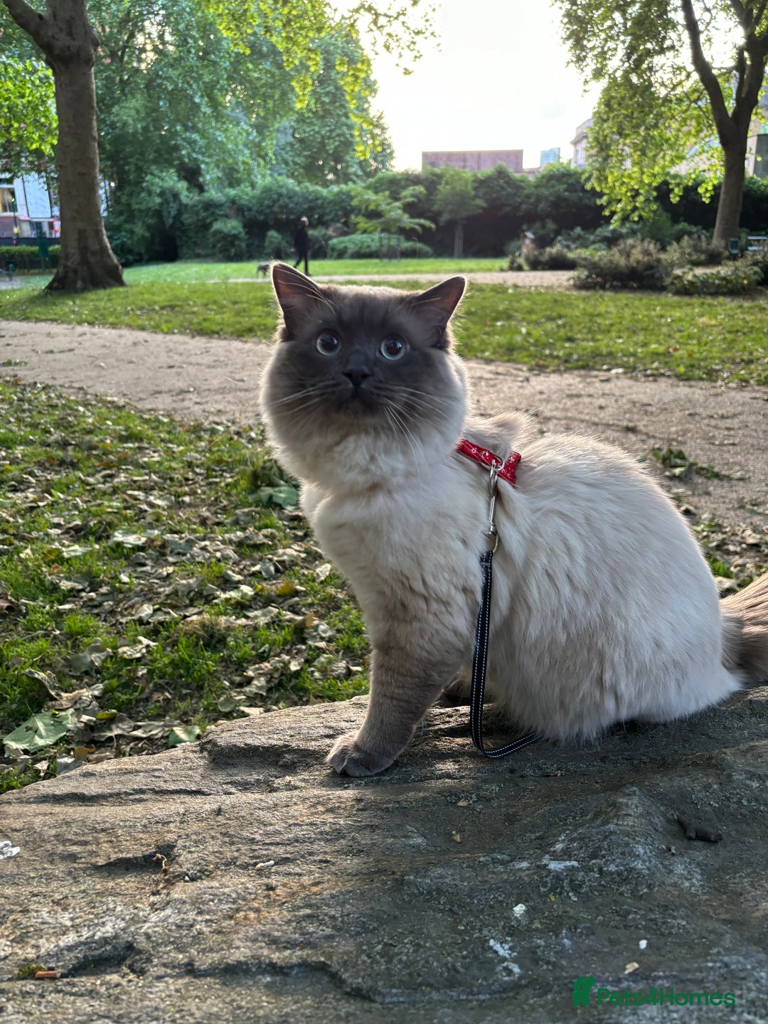Ragdoll cats for stud: Beautiful and gentle Ragdoll for stud  - Image 7