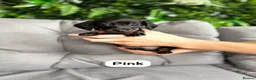 Miniature Dachshund dogs for sale: Miniature dachshunds in Stafford - Advert 20
