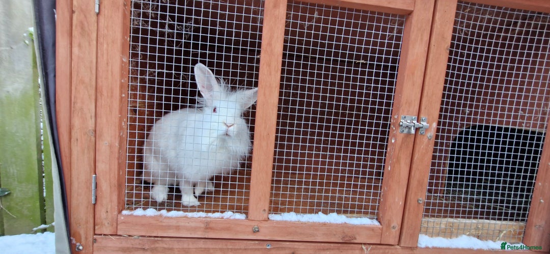 Mini Lion Lop rabbits for sale: Lion Rabbit female - Advert 5