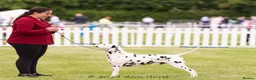 Dalmatian dogs for stud: CRUFTS QUALIFIED FOR LIFE HEALTH TESTED - Advert 5