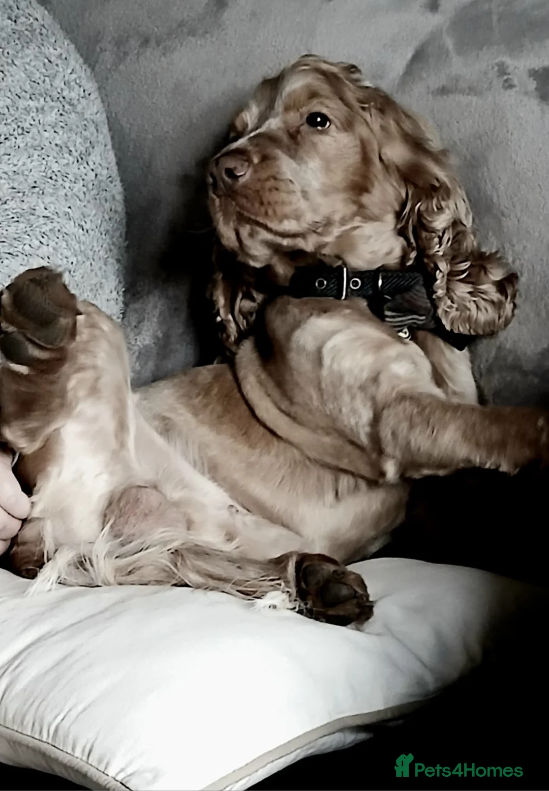 Cocker Spaniel dogs for stud: Proven Handsome Show Cocker Spaniel For Stud in Rochdale - Advert 4