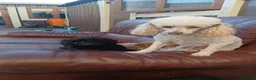 Cavapoo dogs for sale: Cavapoo  in Manchester - Advert 3