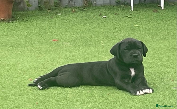 Great Dane dogs - Advert 1
