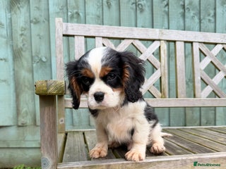 Cavalier King Charles Spaniel dogs Cavalier King Charles Spaniels - Advert 17