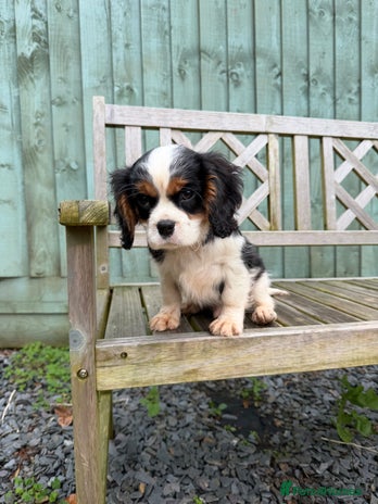 Cavalier King Charles Spaniel dogs Cavalier King Charles Spaniels - Advert 1