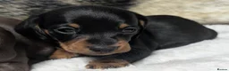 Miniature Dachshund dogs for sale: Quality KC/ PRA clear Miniature Dachshund puppies  - Advert 5