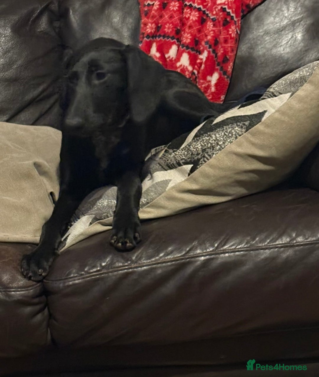 Mixed Breed dogs for sale: German pointer x saluki - Advert 2