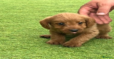 Labradoodle dogs - Advert 2