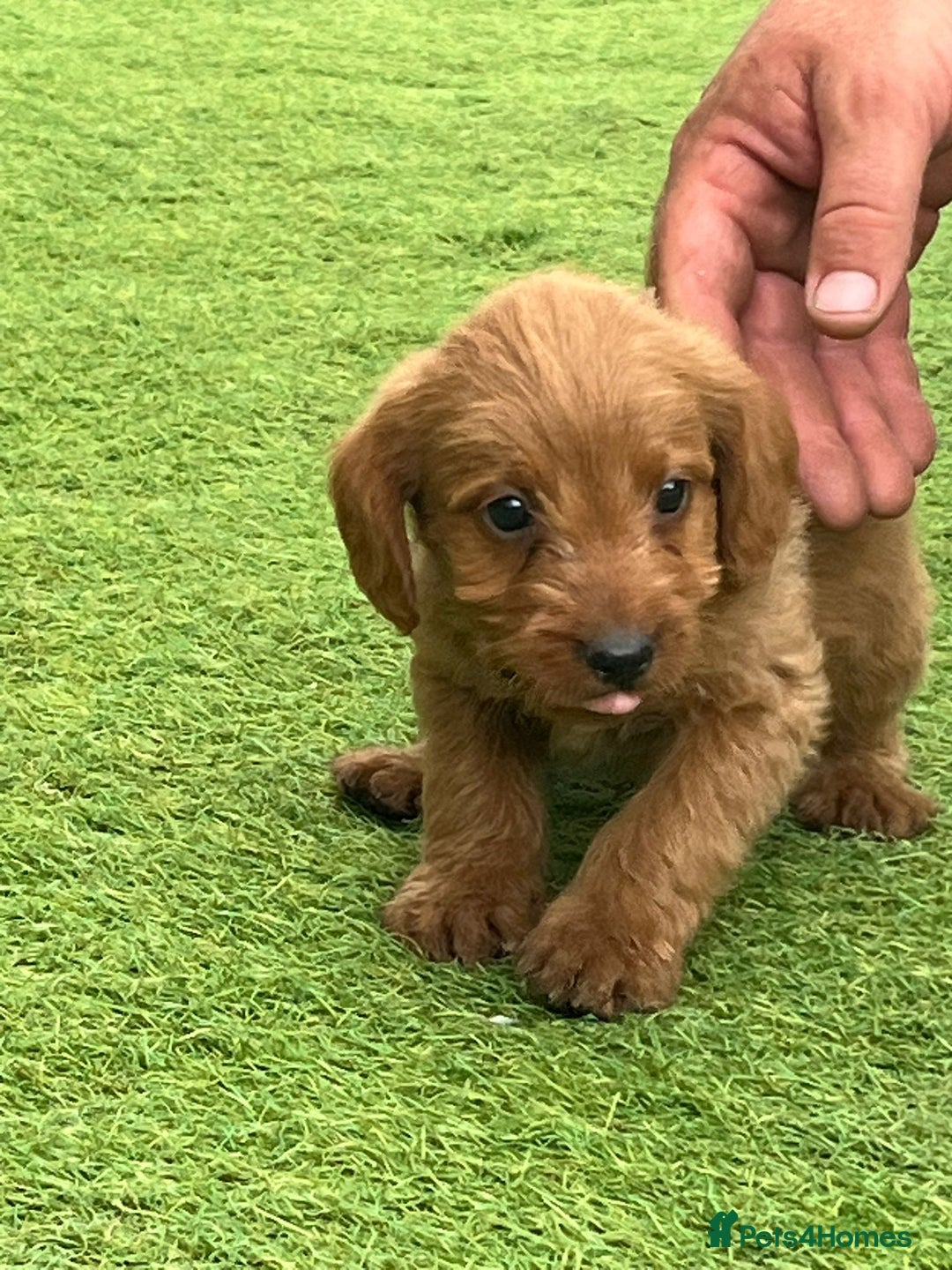 Labradoodle dogs for sale: Labradoodle  - Image 2