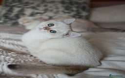 British Shorthair cats for sale: TICA British Shorthair Kittens Champion bloodline in Bedford - Image 24