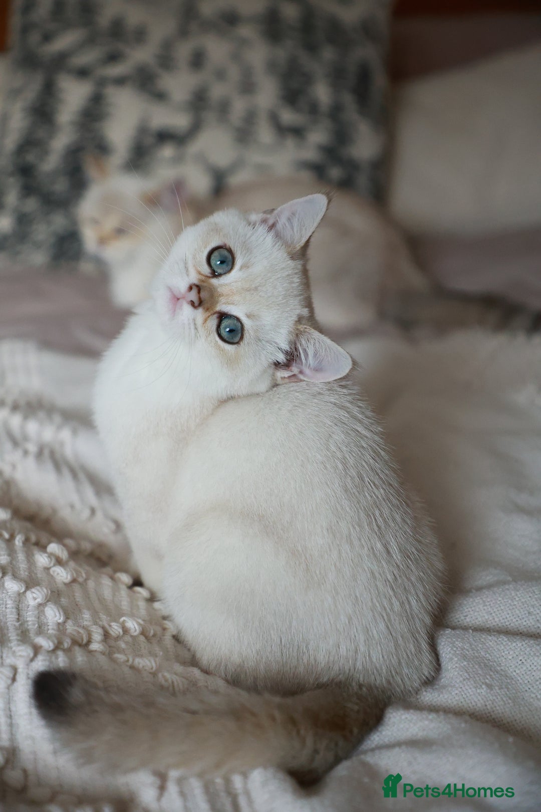 British Shorthair cats for sale: TICA British Shorthair Kittens Champion bloodline in Bedford - Image 24