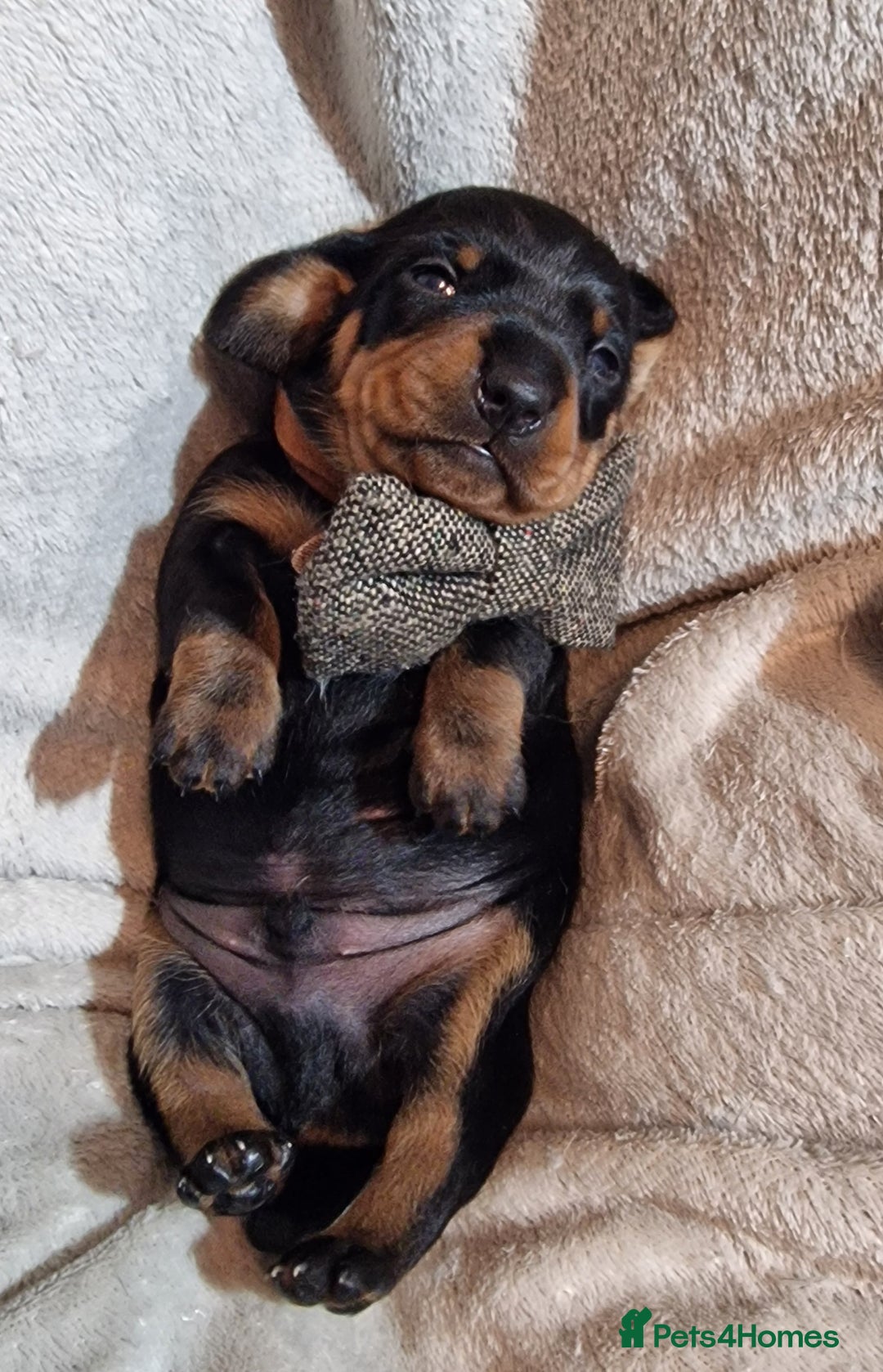 Miniature Dachshund dogs for sale: Champion bloodlines excellent quality KC miniature - Advert 22