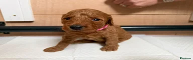 Cockapoo 4