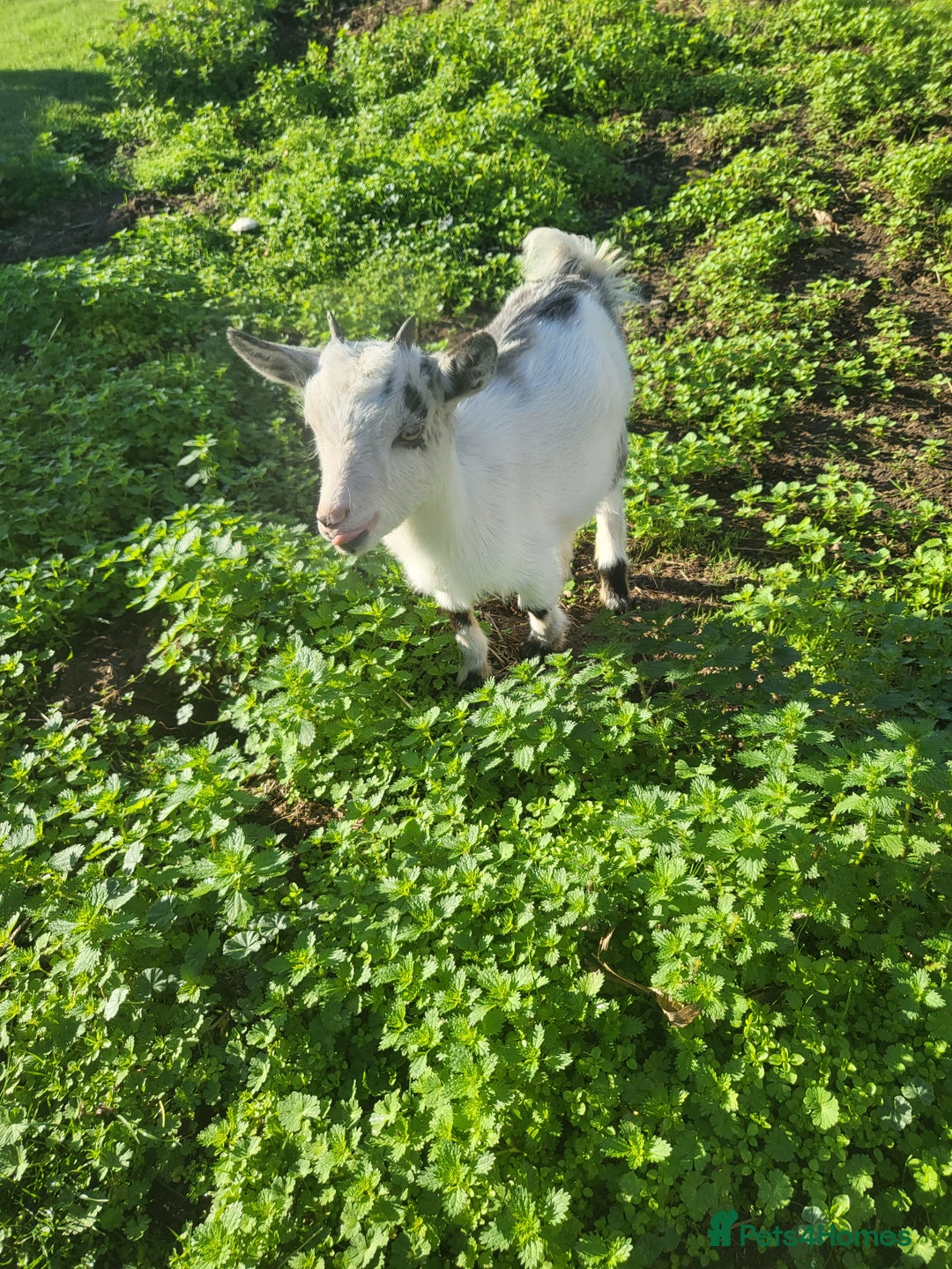 Goats livestock for sale: NIGERIAN DWARF BILLY GOAT - Image 4