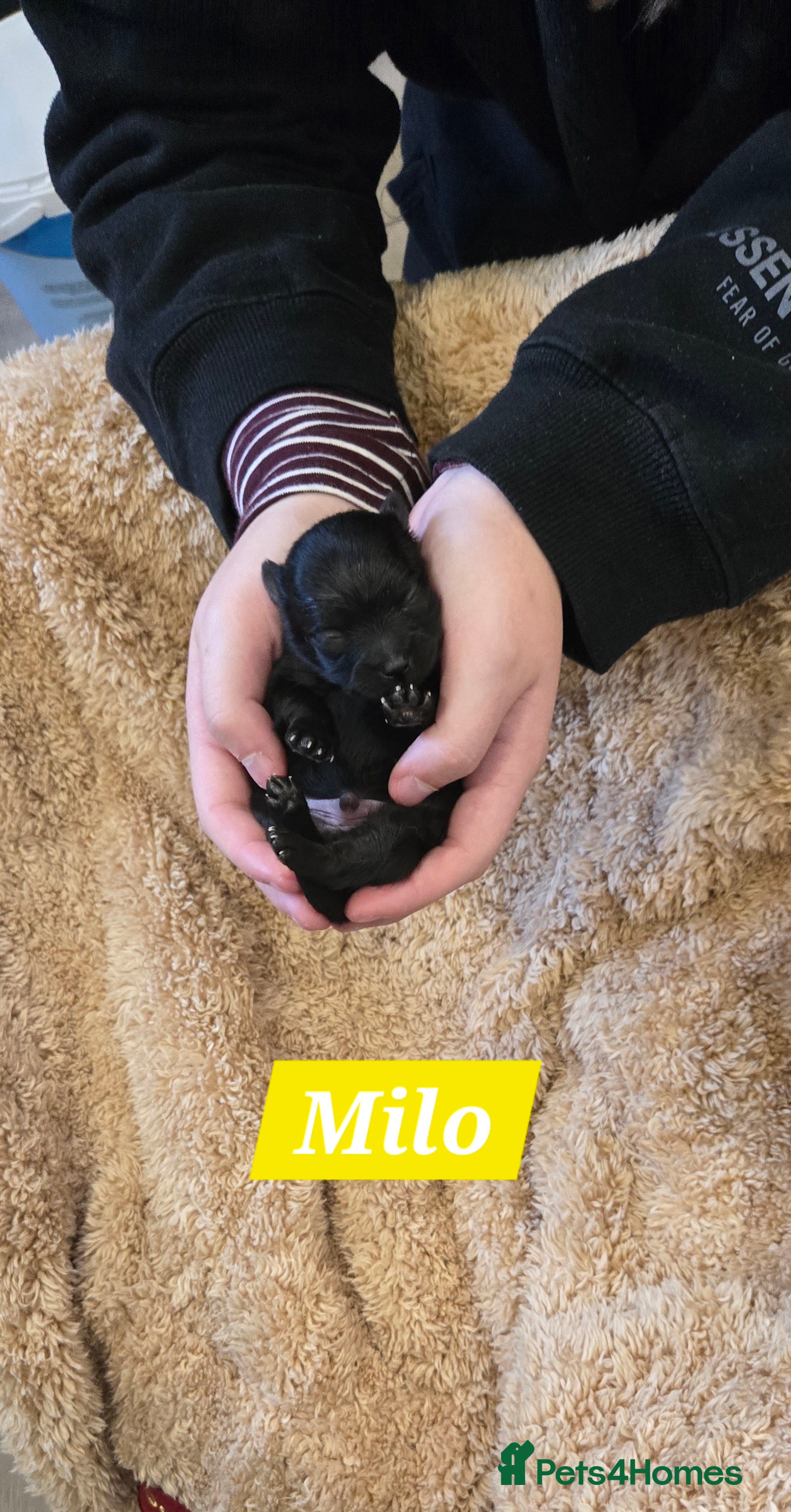 Pomeranian dogs Pretty Pomeranians  - Advert 10