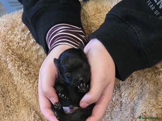 Pomeranian dogs Pretty Pomeranians - Advert 10