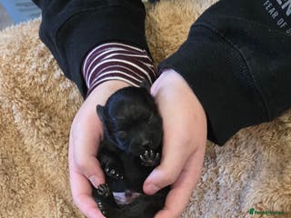 Pomeranian dogs Pretty Pomeranians - Advert 1