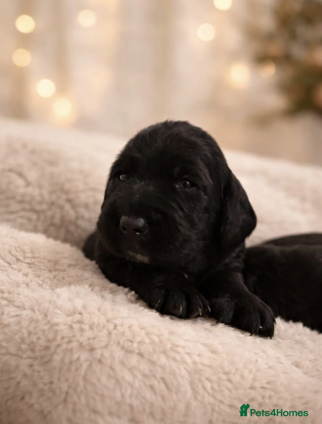 Mixed Breed dogs for sale: show cocker x pups - Advert 3