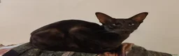 Siamese cats for sale: Seal Point Siamese Boy - Advert 8