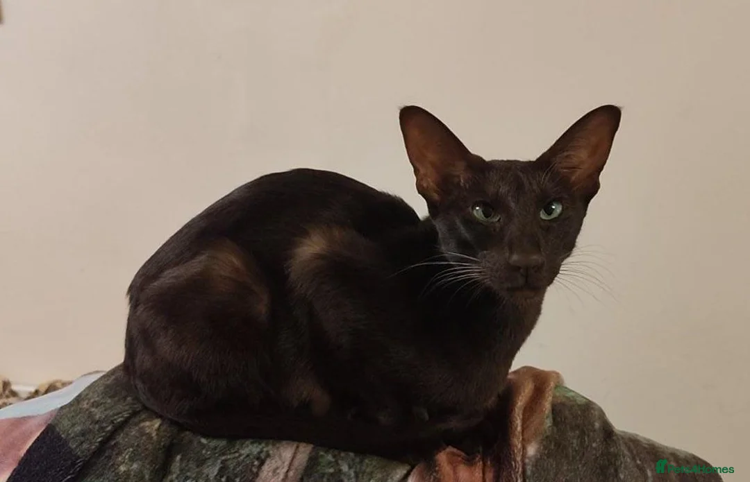 Siamese cats for sale: Seal Point Siamese Boy - Advert 8