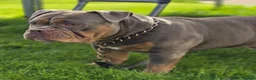 Olde English Bulldogge dogs for stud: NEBBR REGISTERED OLDE ENGLISH BULLDOGGE STUD - Advert 6