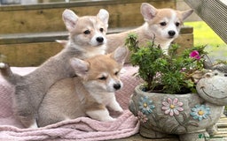 Welsh Corgi Pembroke dogs for sale: Outstanding Pembrokeshire Corgi Puppies  - Image 3