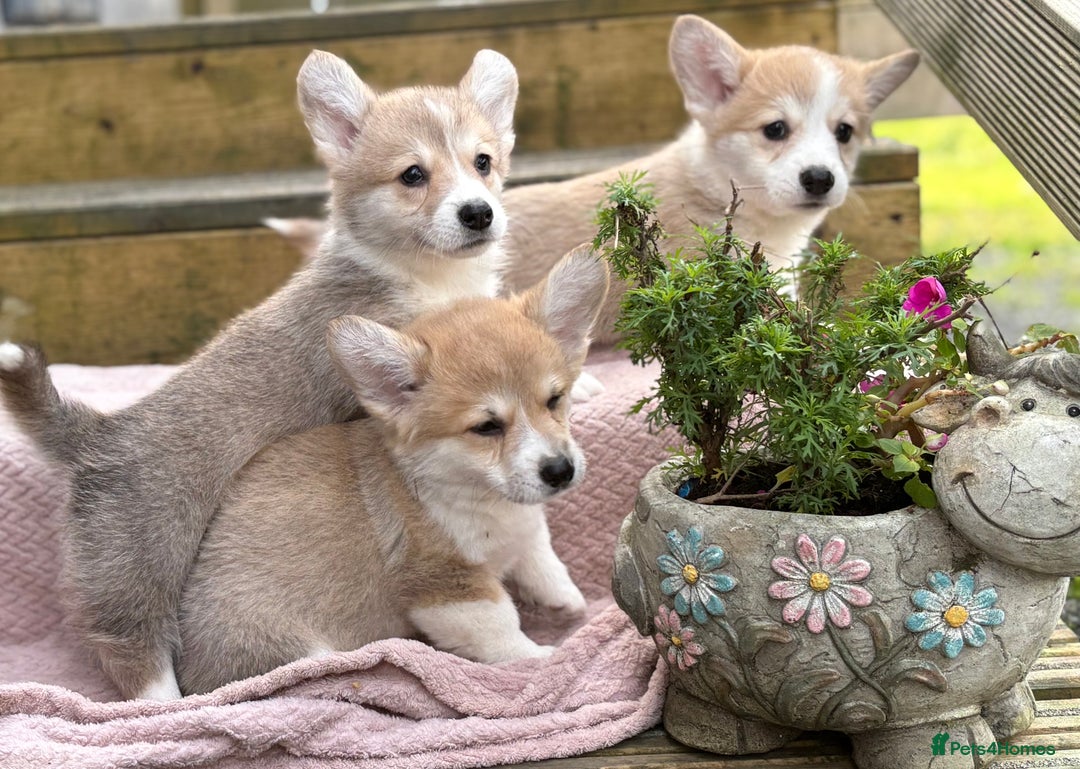 Welsh Corgi Pembroke dogs for sale: Outstanding Pembrokeshire Corgi Puppies  - Image 3
