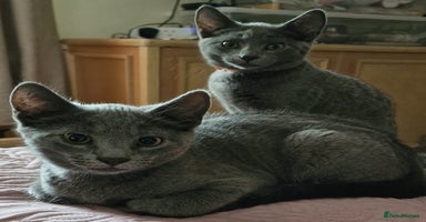 Russian Blue cats - Advert 1