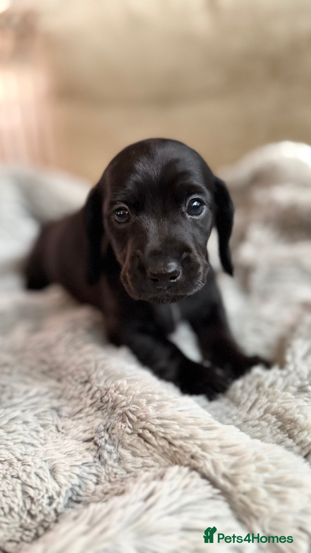 Miniature Dachshund dogs for sale: Rare colour KC registered mini dachshund puppies  - Advert 4