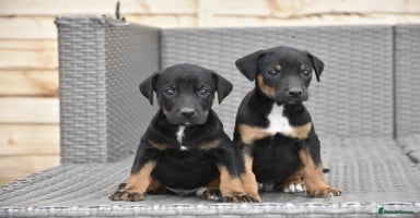 Mixed Breed dogs - Advert 4