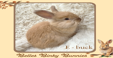 Angora rabbits - Advert 3