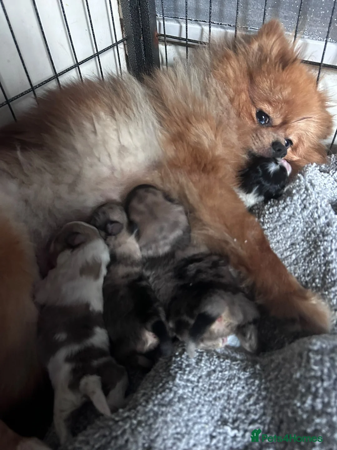 Pomeranian dogs for sale: Pomeranians puppy’s  - Advert 2