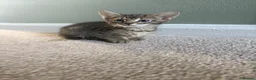 Mixed Breed cats for sale: Three tabby kittens for sale - Advert 7