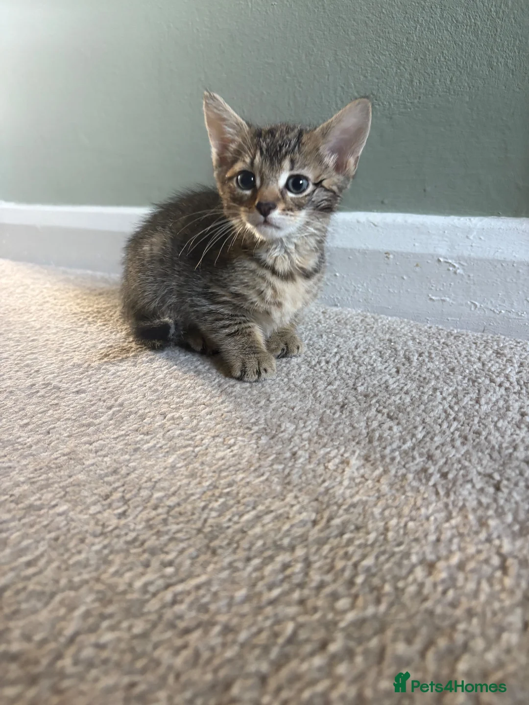 Mixed Breed cats for sale: Three tabby kittens for sale - Advert 7