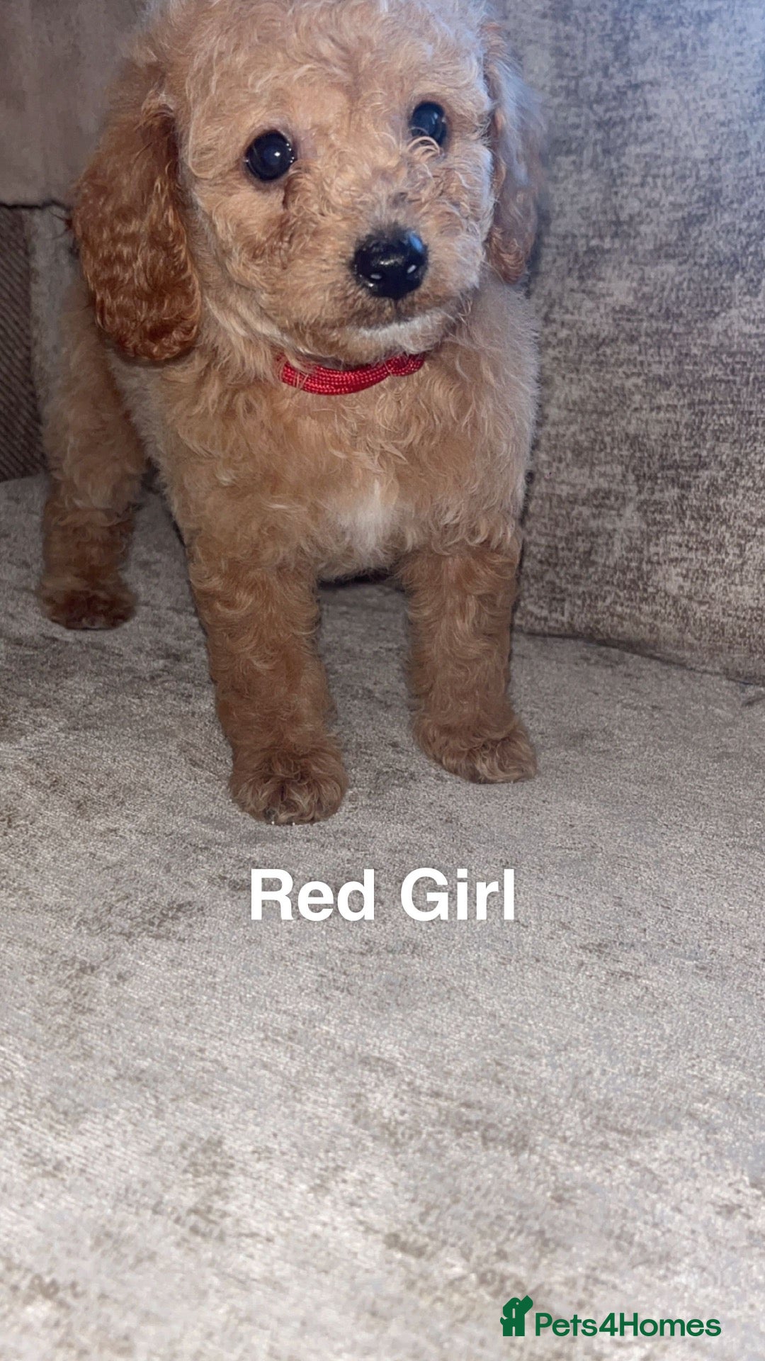 Cockapoo dogs Red Cockerpoo Puppies - Advert 1